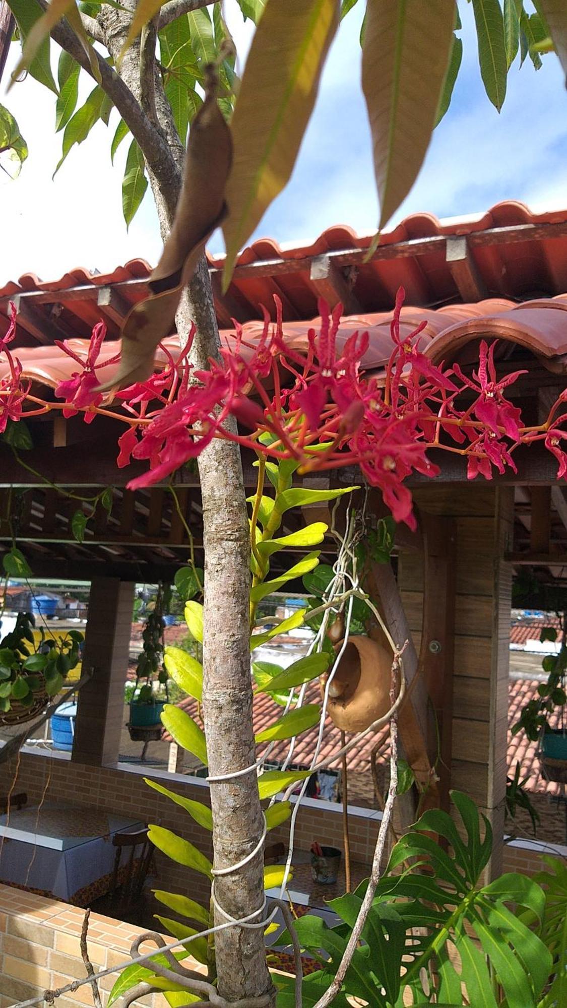 Florcamara